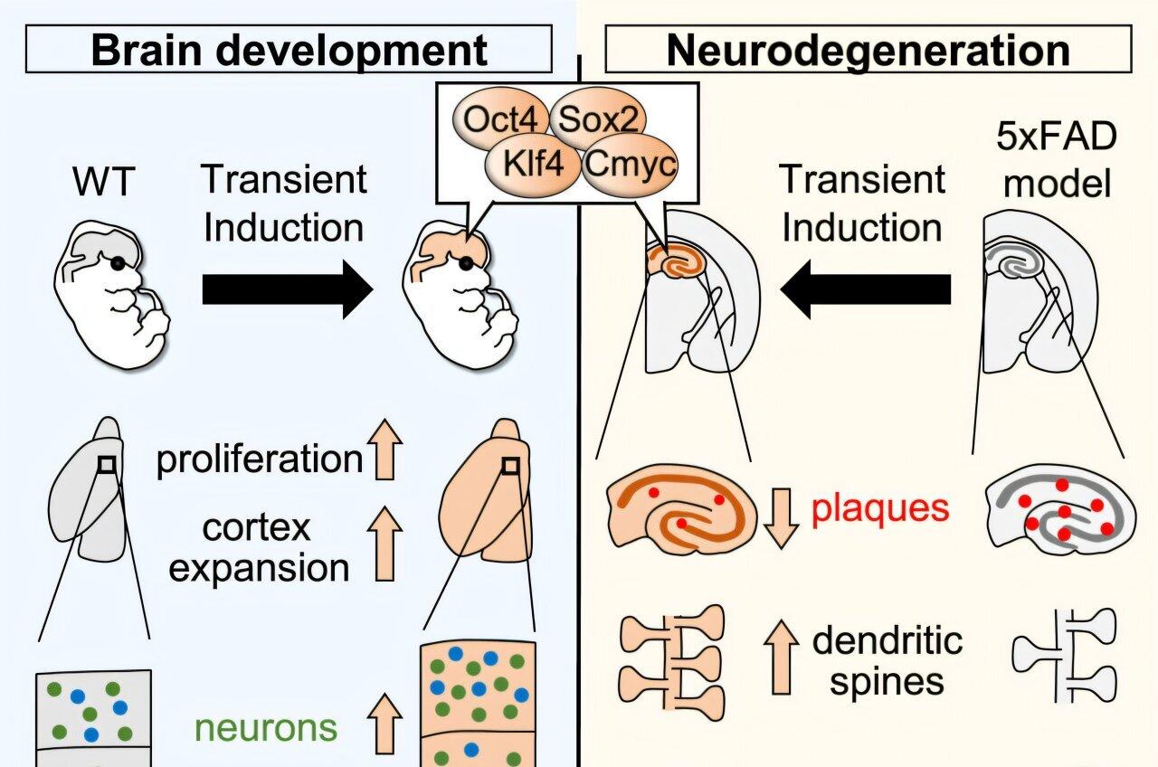 Medical Xpress - medical research advances and health news