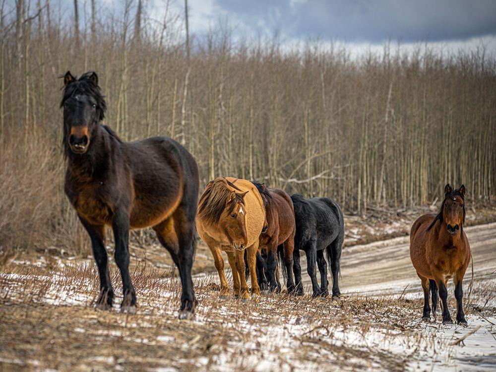 calgaryherald